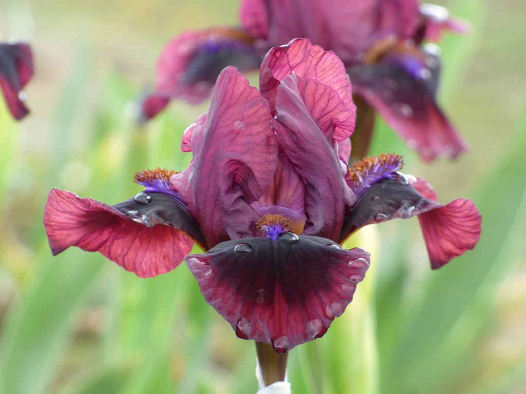 Schreiner's Gardens Inkpot - Thumbnail 2