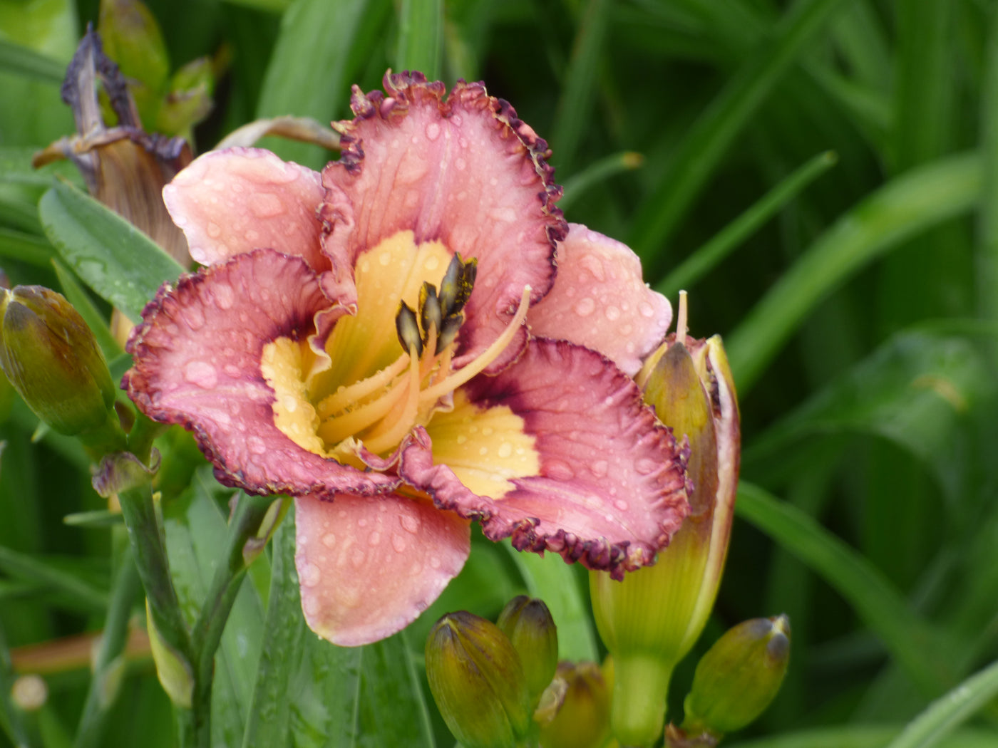 Brouhaha (Daylily)