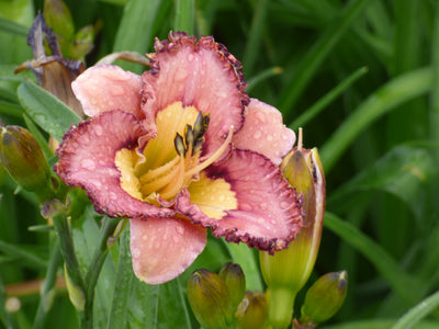 Brouhaha (Daylily)