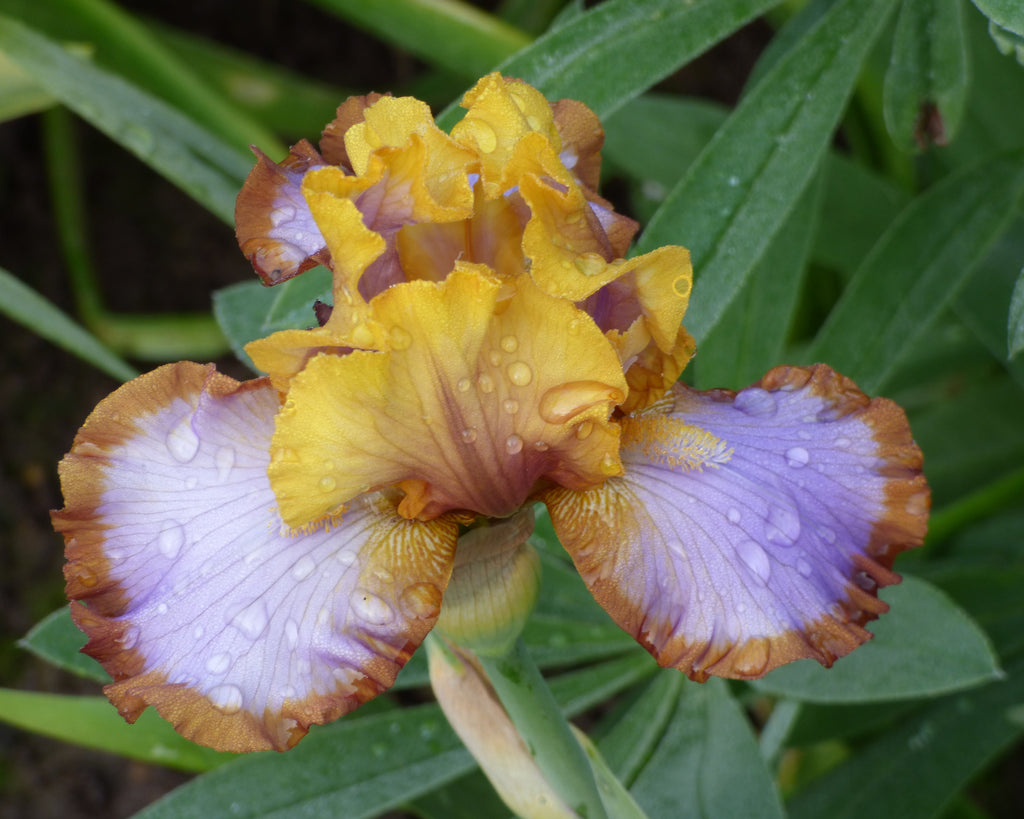 Brown Lasso | Border & Table Bearded Iris – Schreiner's Gardens