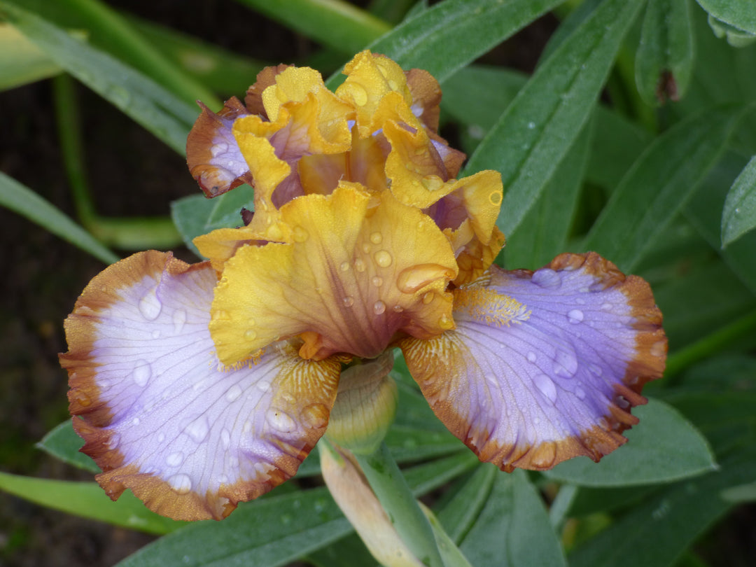 Brown Lasso | Border & Table Bearded Iris – Schreiner's Gardens