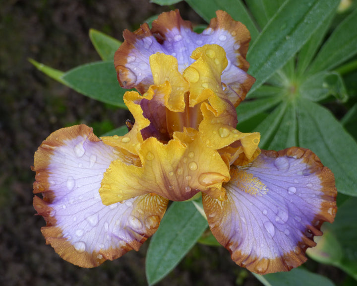 Brown Lasso | Border & Table Bearded Iris – Schreiner's Gardens
