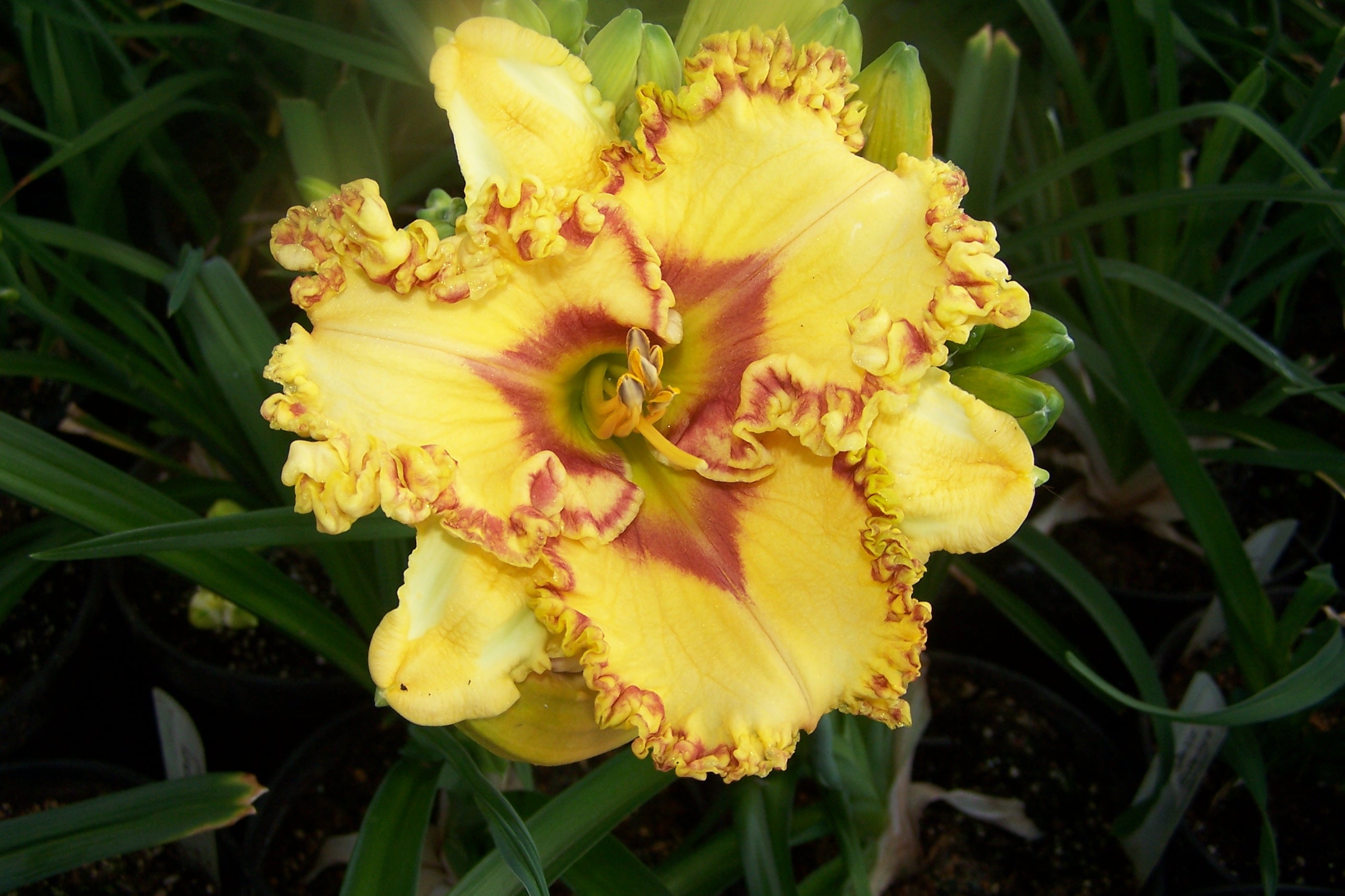 Buntyn's Hot Diggity Dog | Spring Daylily Catalog – Schreiner's
