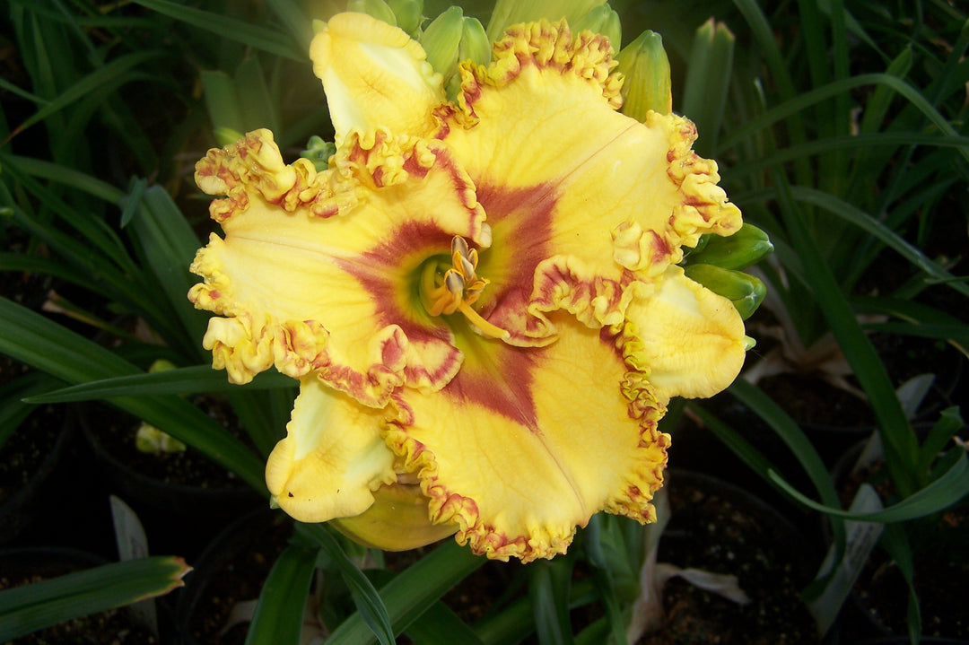 houseonthehill yellowflower ロンティ 80サイズ Hemerocallis 'Lemon Delight' (Daylily) – Fieldstone Gardens Inc