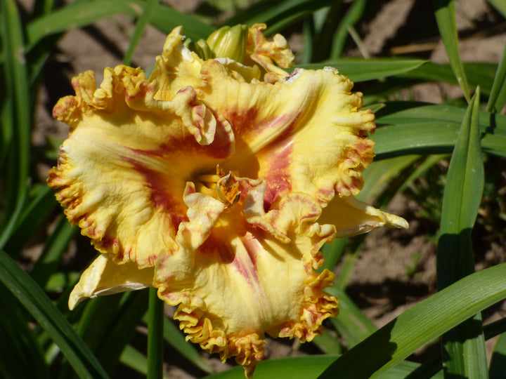 Buntyn's Hot Diggity Dog | Spring Daylily Catalog – Schreiner's
