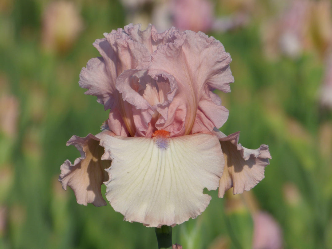 Varieties of Iris | Grow Iris 2023 New Schreiner Family Iris