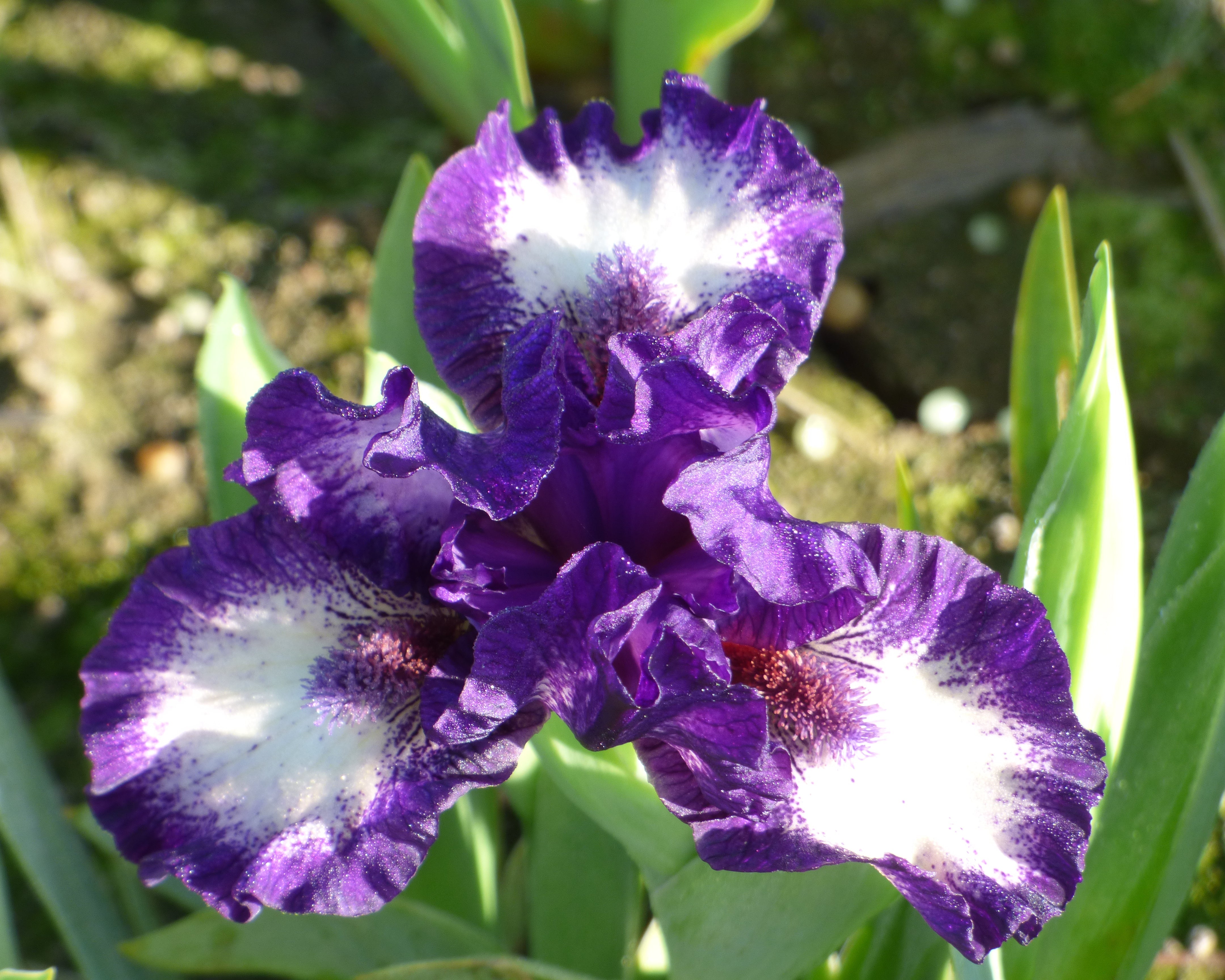 Celilo | Dwarf Bearded Iris – Schreiner's Gardens