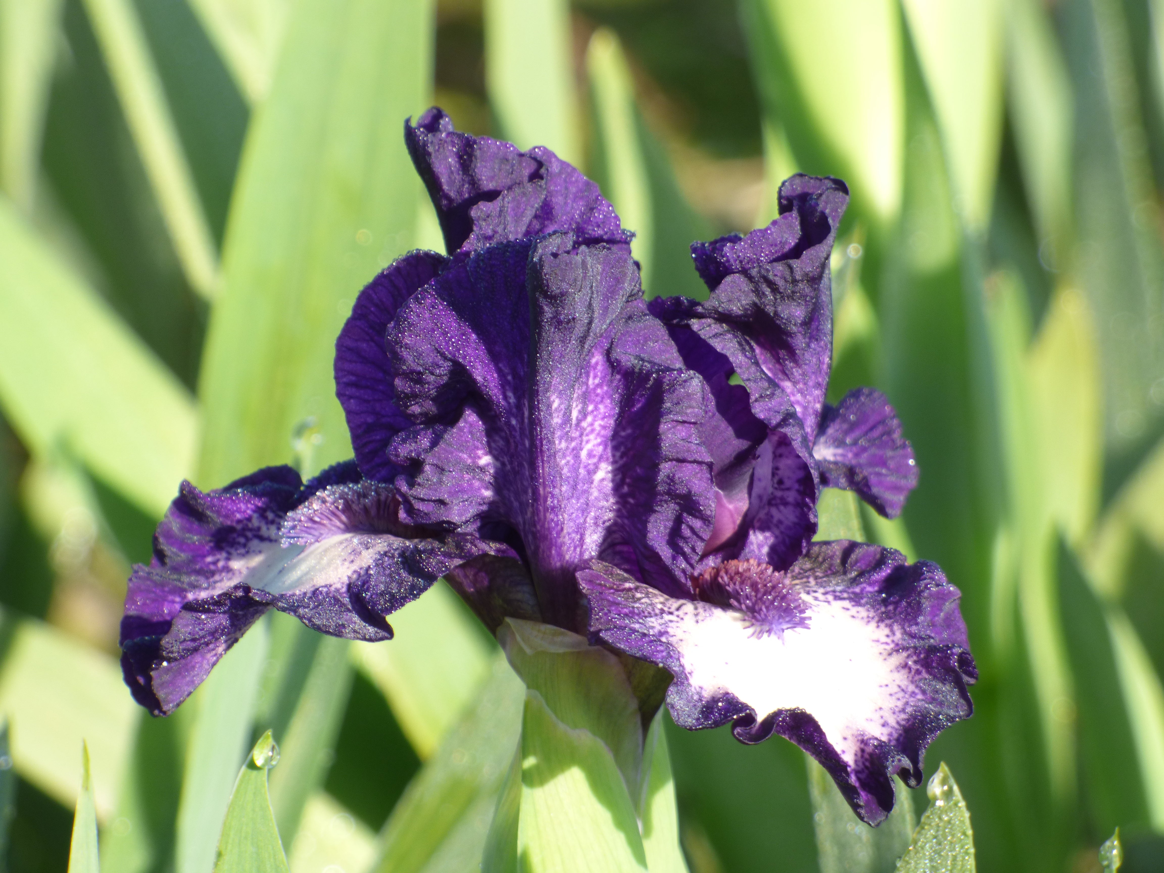 Celilo | Dwarf Bearded Iris – Schreiner's Gardens