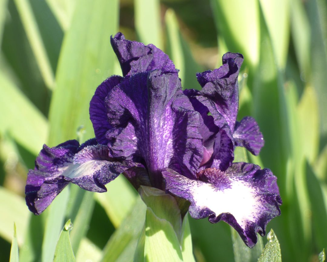 Celilo | Dwarf Bearded Iris – Schreiner's Gardens