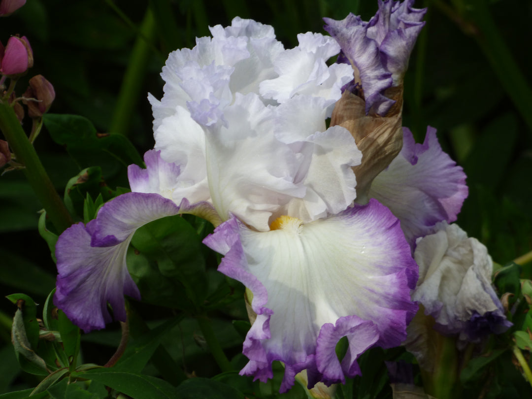 Center Ice | Tall Bearded Iris – Schreiner's Gardens