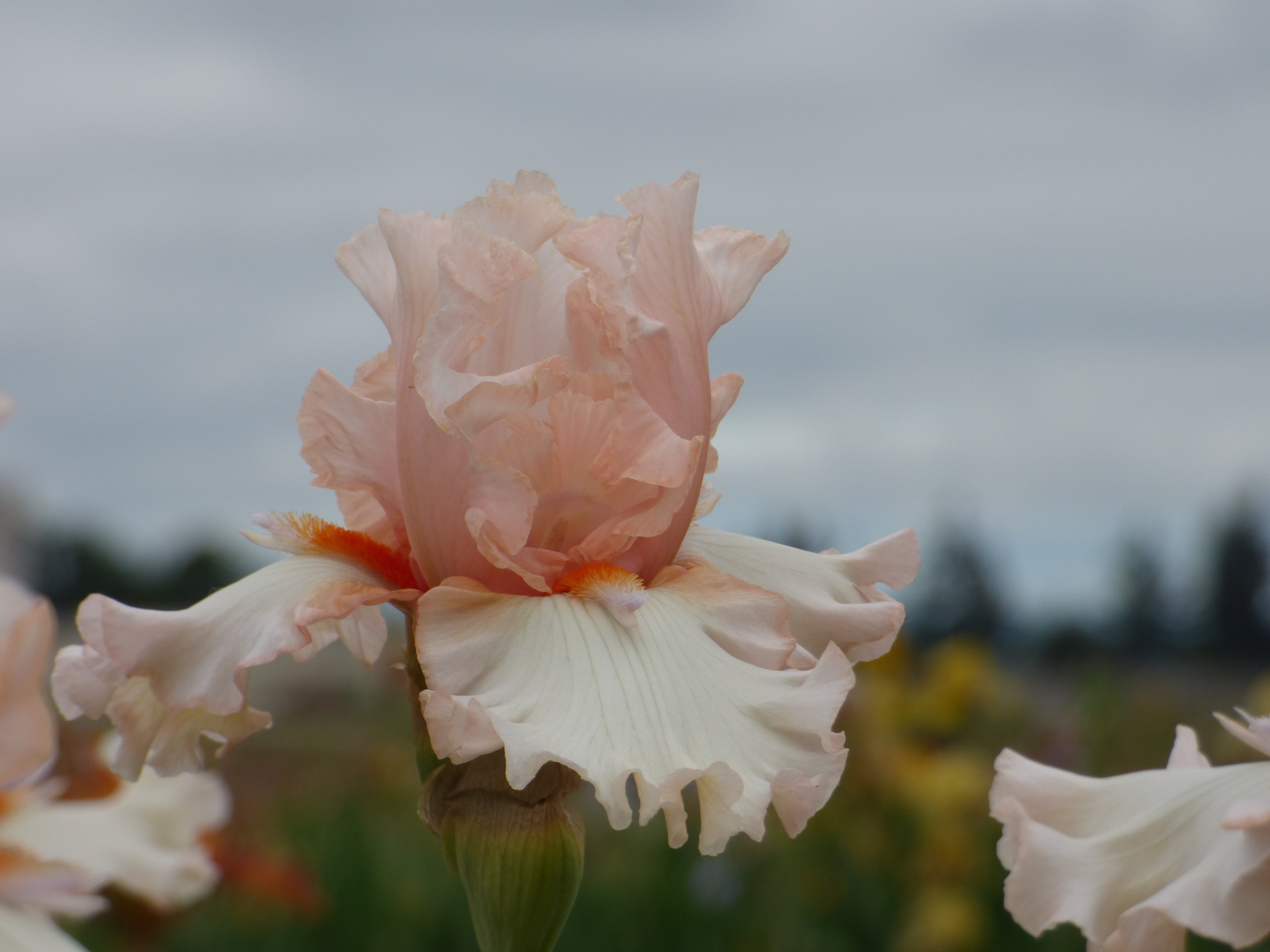 Cha Cha Cha – Schreiner's Gardens