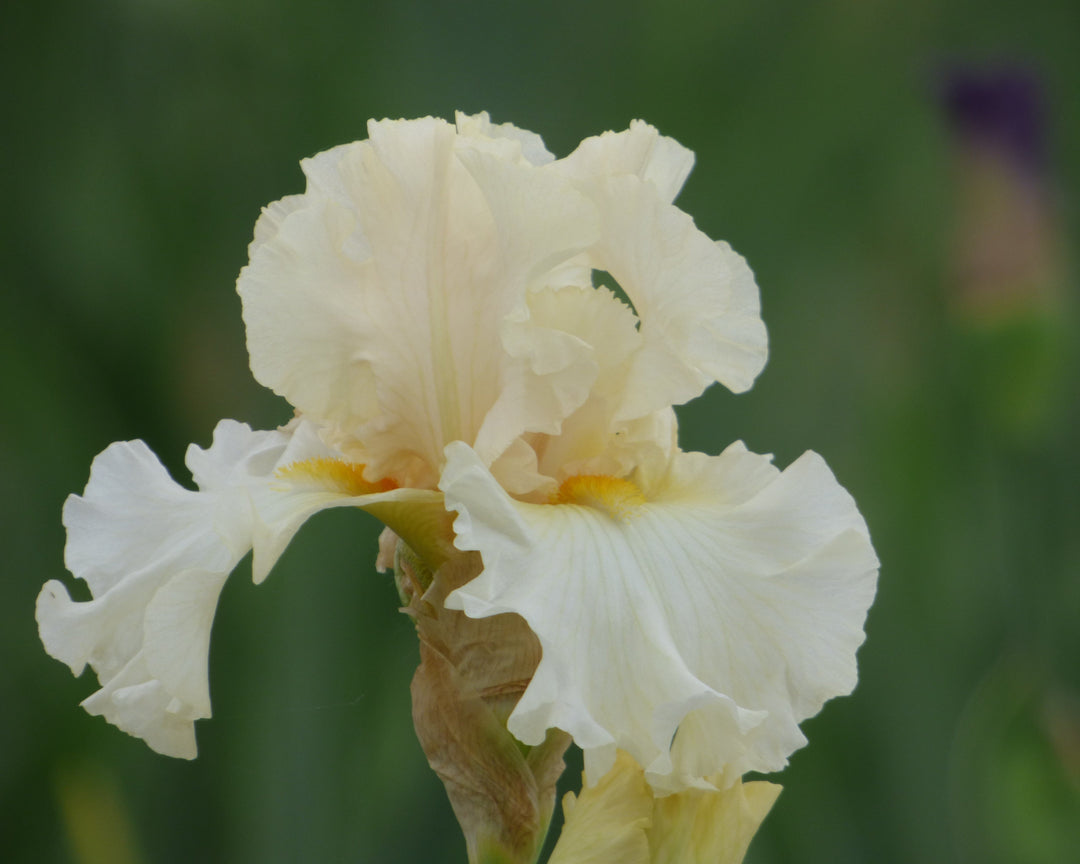 Charismatic – Schreiner's Gardens