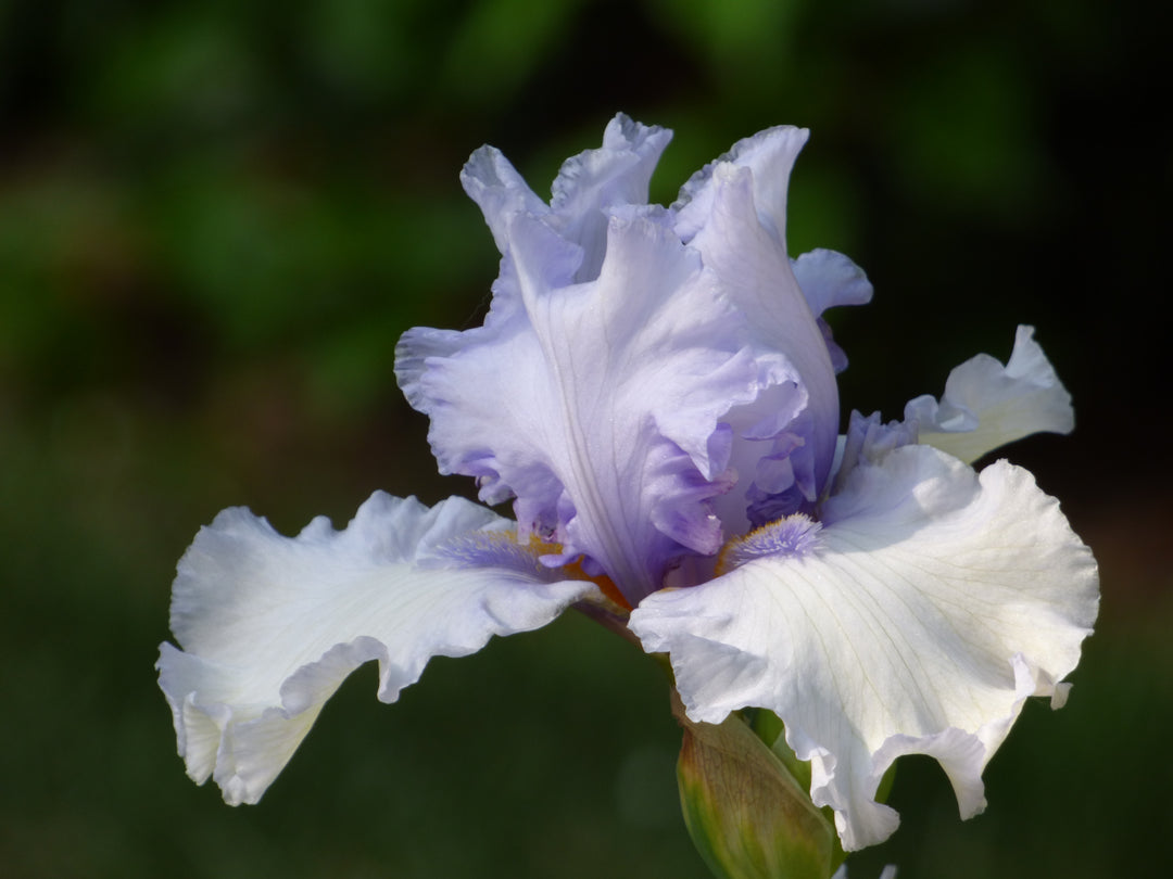 CHINOOKWINDS_3_1080x.jpg?v=