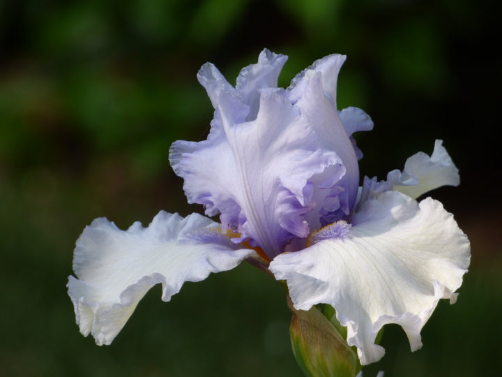 CHINOOKWINDS_3_720x.jpg?v=