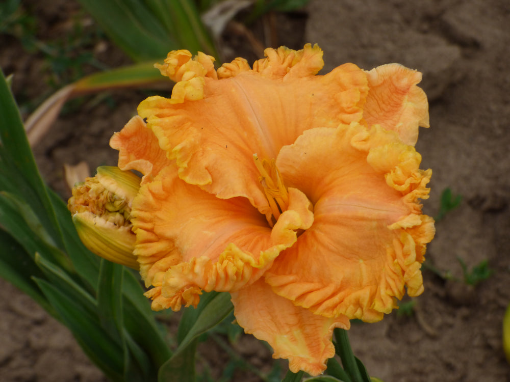 Modern Daylilies|Bill Maryott Daylilies – Page 11 – Schreiner's Modern Daylilies|Bill Maryott Daylilies – Page 11 – Schreiner's