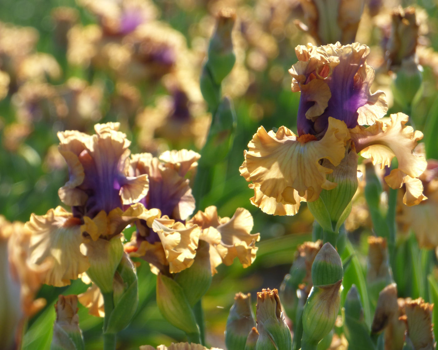 Color Capers Color Capers | Tall Bearded Iris – Schreiner's Gardens