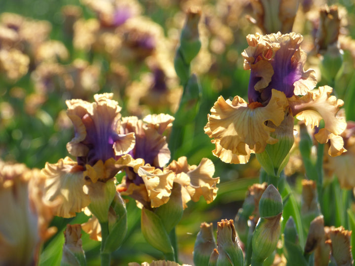 COLORCAPERS_7cef6391-ffcb-497e