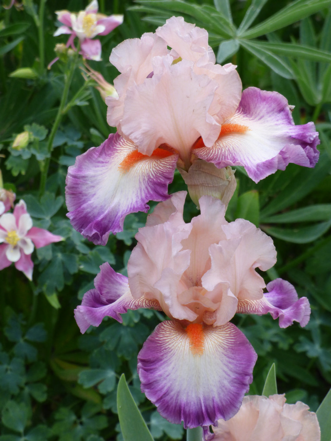 Come Away With Me | Tall Bearded Iris – Schreiner's Gardens