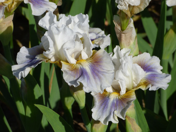 Cool Call | Intermediate Bearded Iris – Schreiner's Gardens