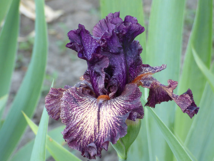 Cosmic Voyage – Schreiner's Gardens