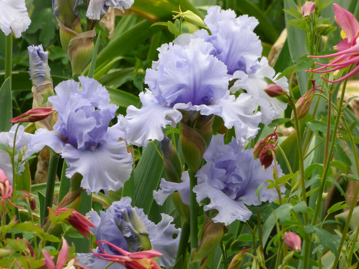 Cafe Bleu | Tall Bearded Iris – Schreiner's Gardens