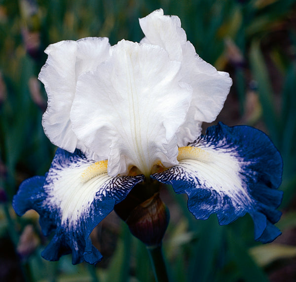Can't Touch This | Tall Bearded Iris – Schreiner's Gardens