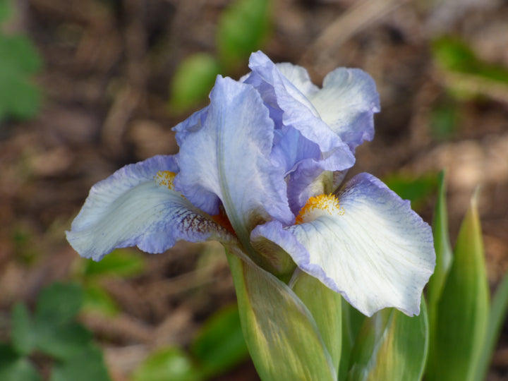 Canadian Kisses | Dwarf Bearded Iris – Schreiner's Gardens