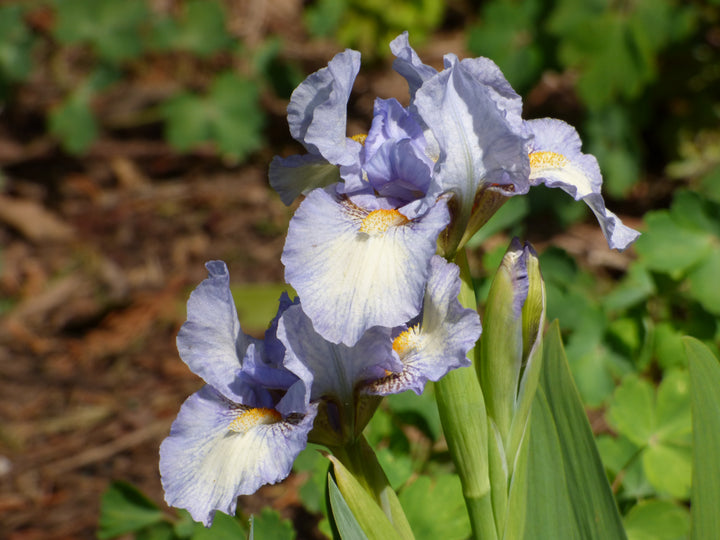 Canadian Kisses | Dwarf Bearded Iris – Schreiner's Gardens