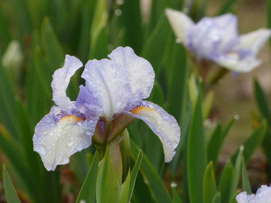 Canadian Kisses | Dwarf Bearded Iris – Schreiner's Gardens