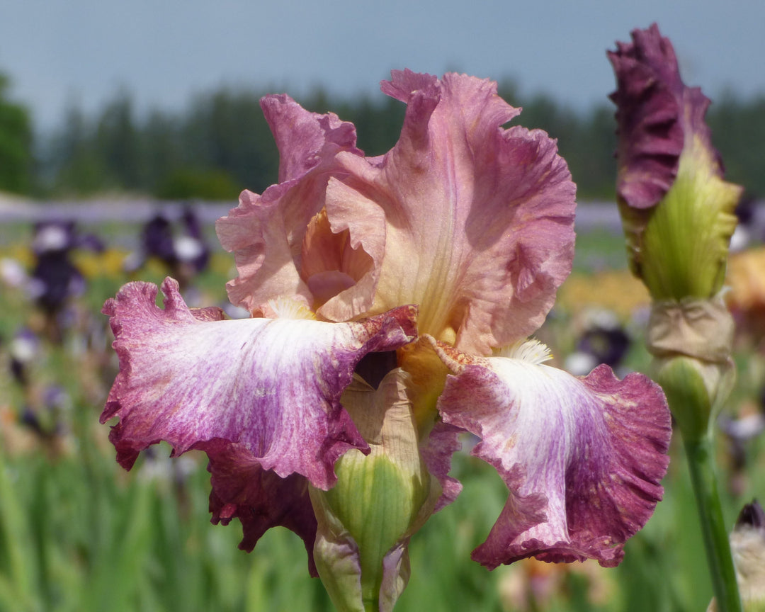 Candy Club | Tall Bearded Iris – Schreiner's Gardens