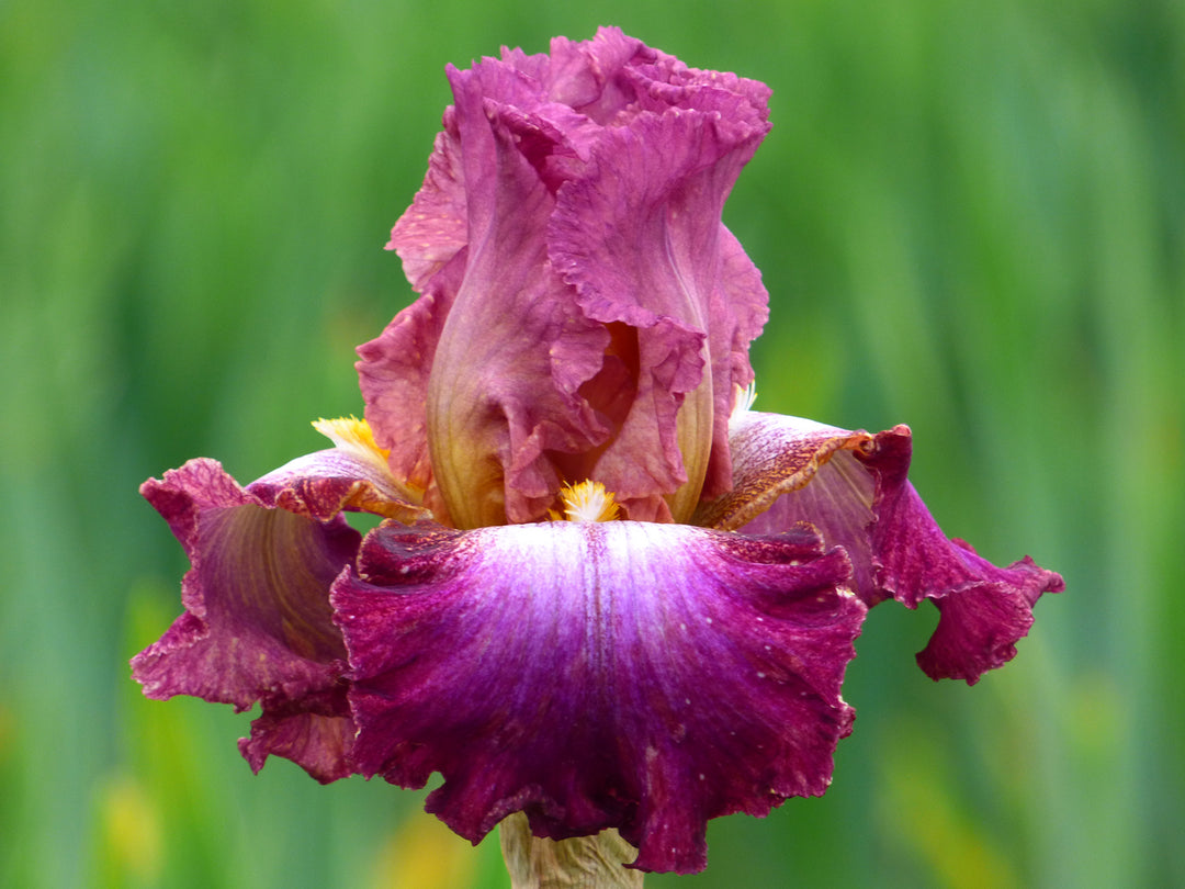 Candy Club | Tall Bearded Iris – Schreiner's Gardens