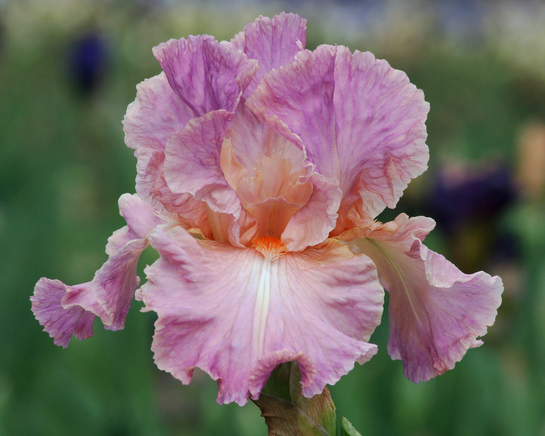 Candy Coating | Tall Bearded Iris – Schreiner's Gardens