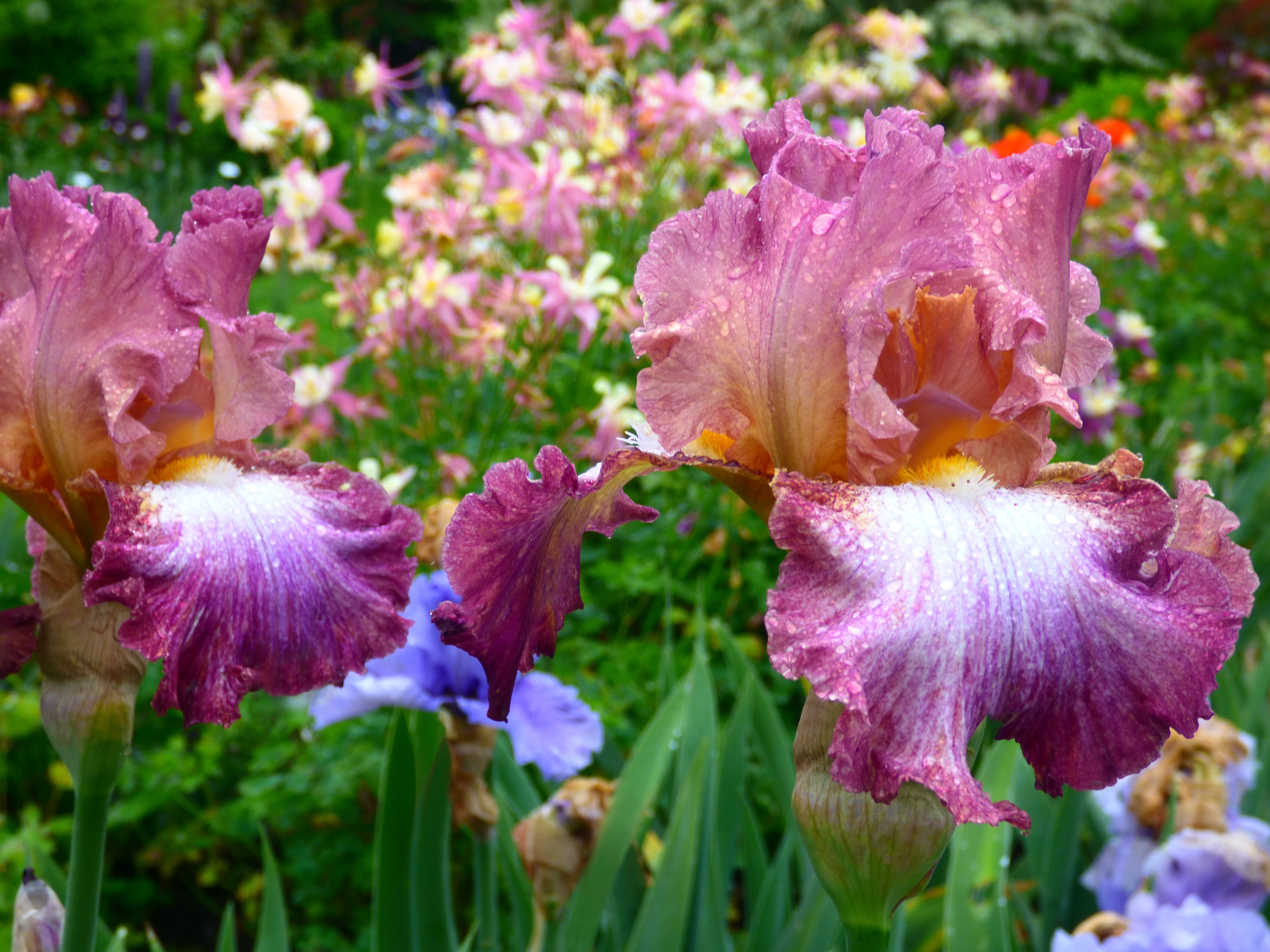 Candy Club | Tall Bearded Iris – Schreiner's Gardens