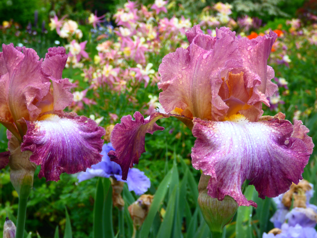 Candy Club | Tall Bearded Iris – Schreiner's Gardens