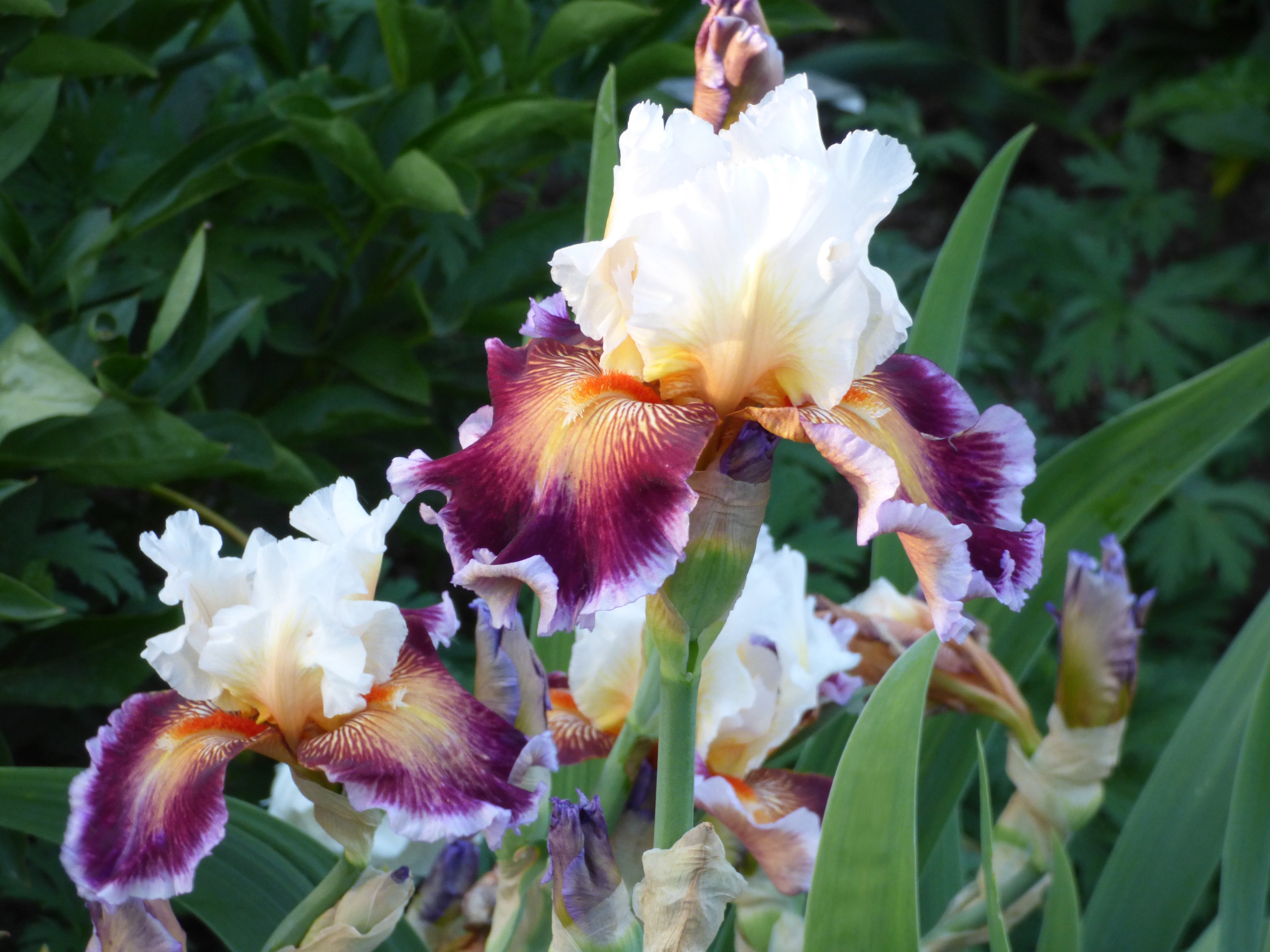 Care to Dance | Tall Bearded Iris – Schreiner's Gardens