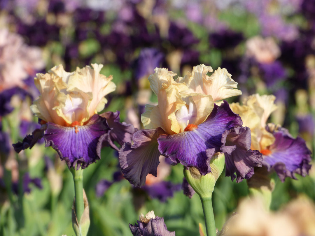 Caribbean Soul – Schreiner's Gardens
