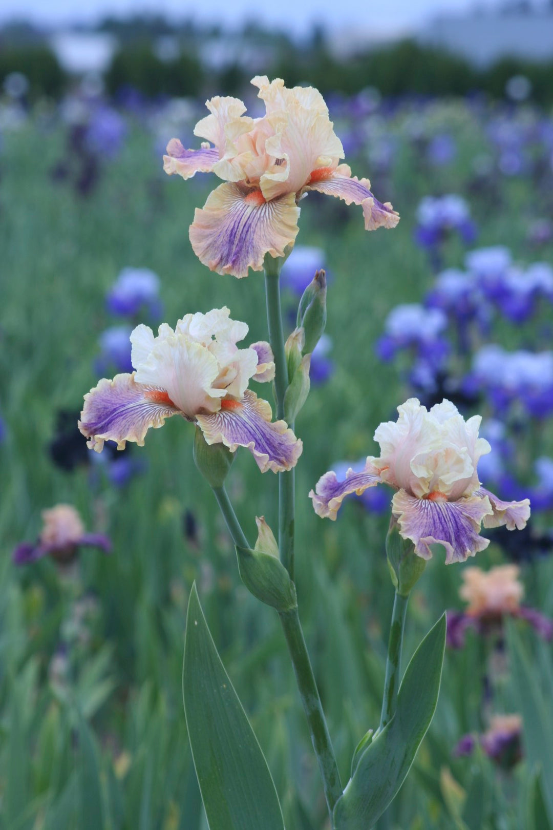 Carnival of Color | Tall Bearded Iris – Schreiner's Gardens