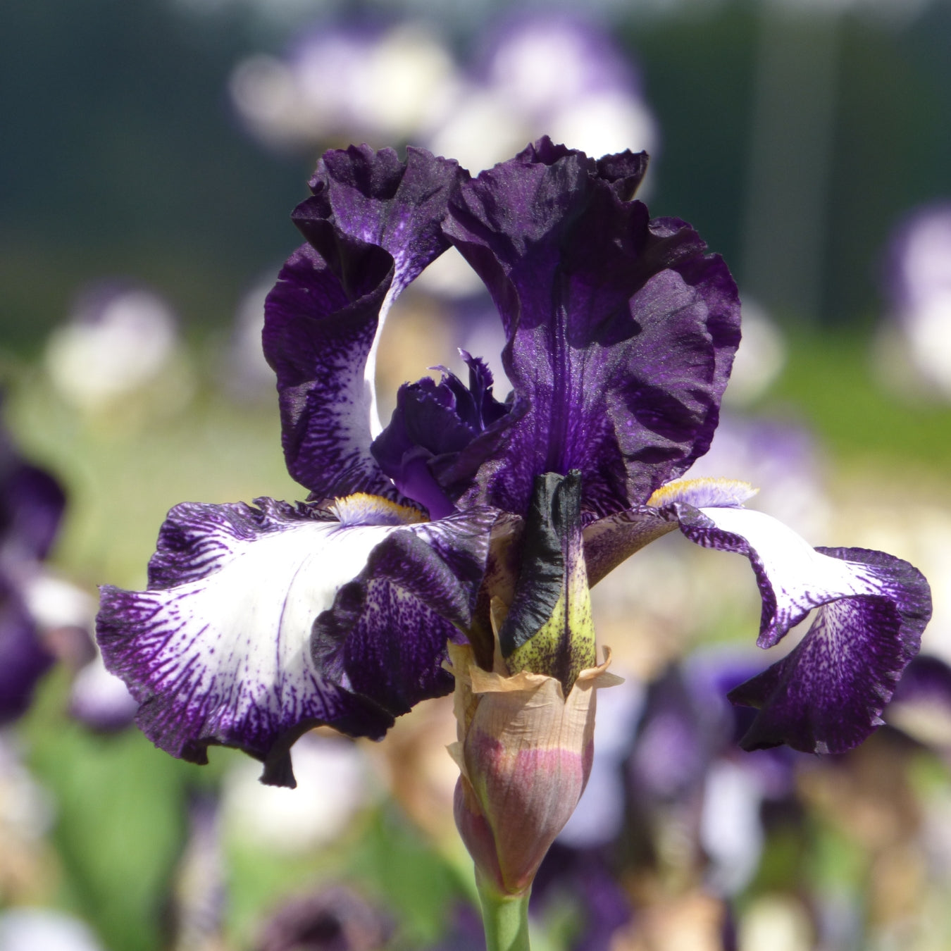 Purple Plicata Iris Bouquet