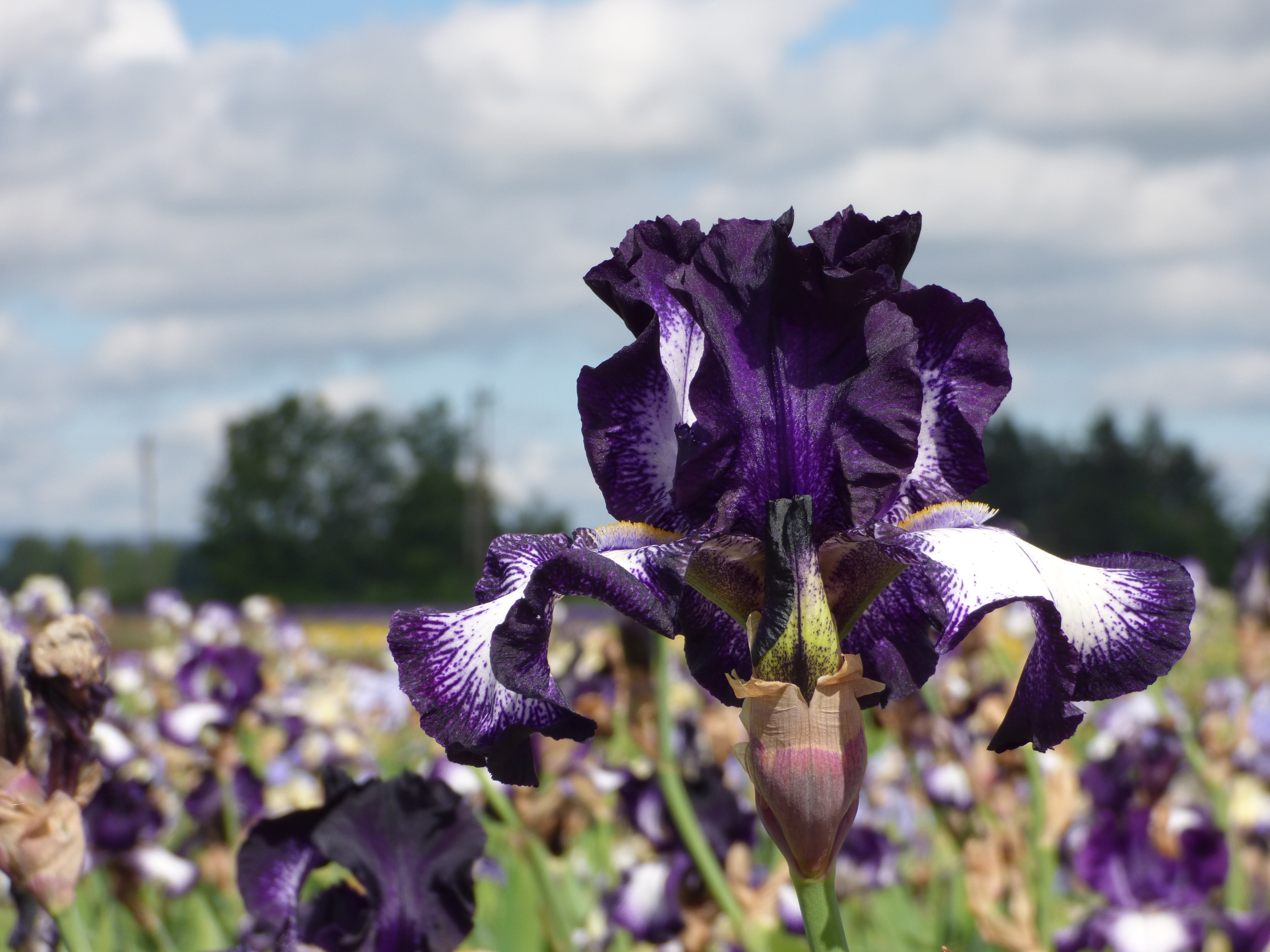 Cascade Locks | Tall Bearded Iris – Schreiner's Gardens