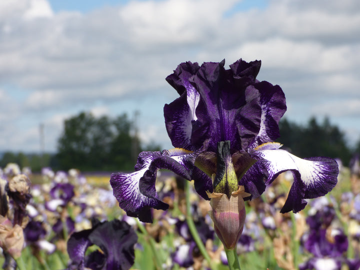   ラピスラズリ フラワー カフス 3 N2411026 Cascade Locks | Tall Bearded Iris – Schreiner's Gardens