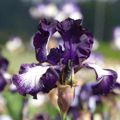 Purple Plicata Iris Bouquet