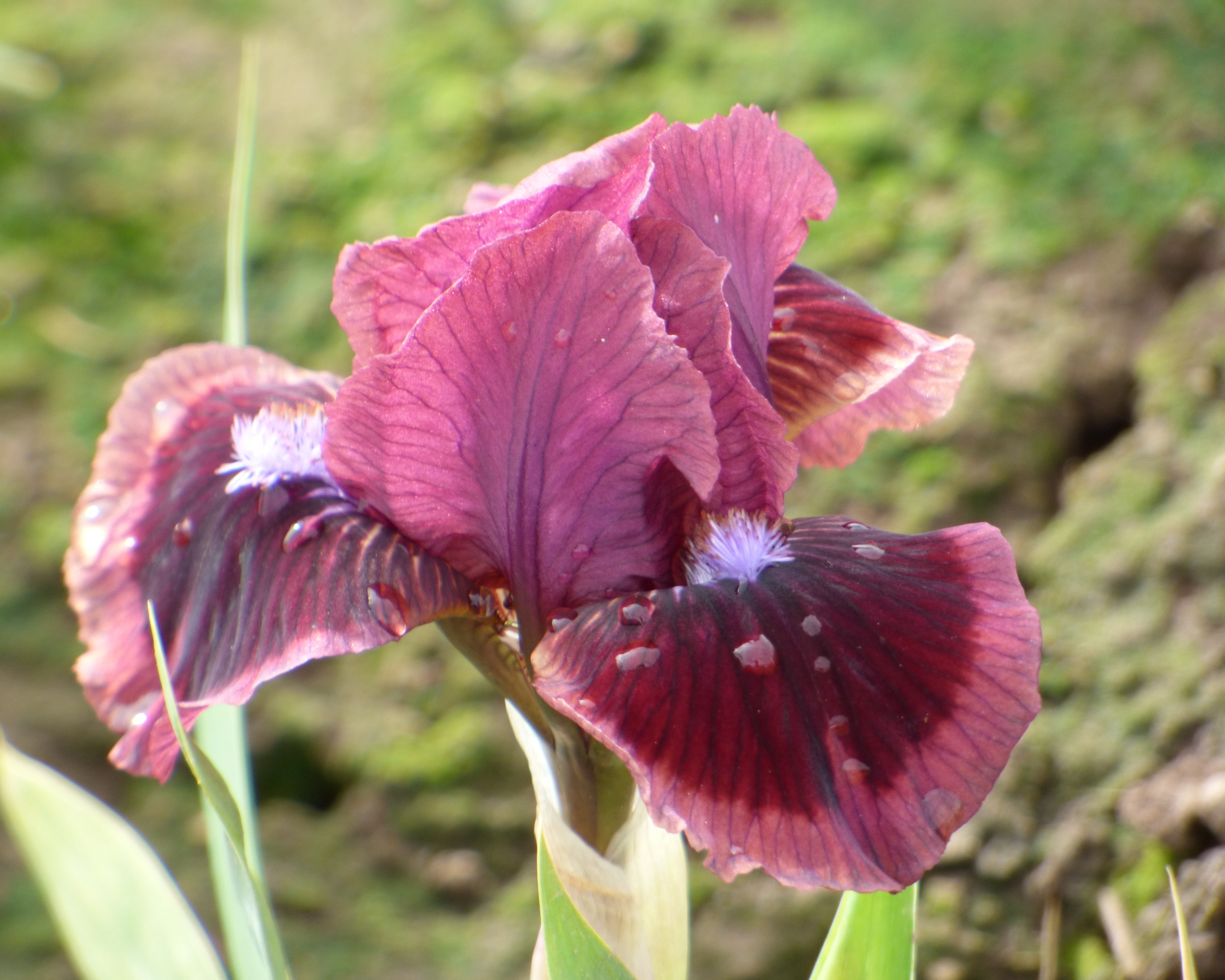 Cat's Eye | Dwarf Bearded Iris – Schreiner's Gardens
