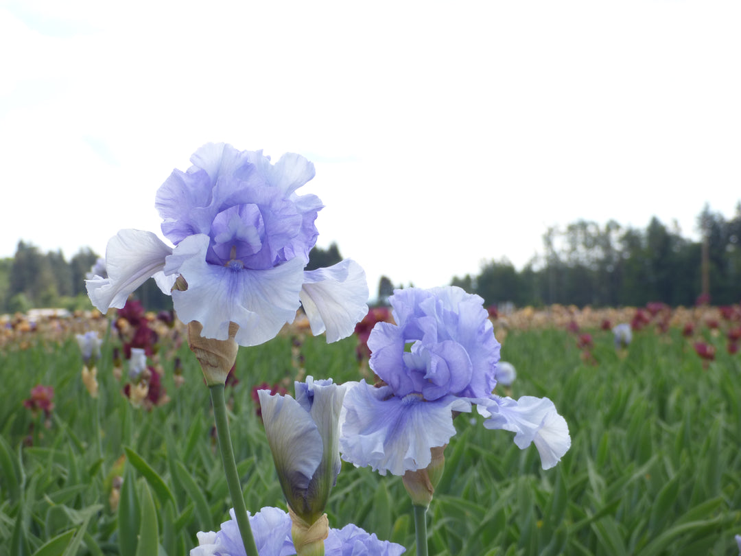 Catch Your Breath | Tall Bearded Iris – Schreiner's Gardens