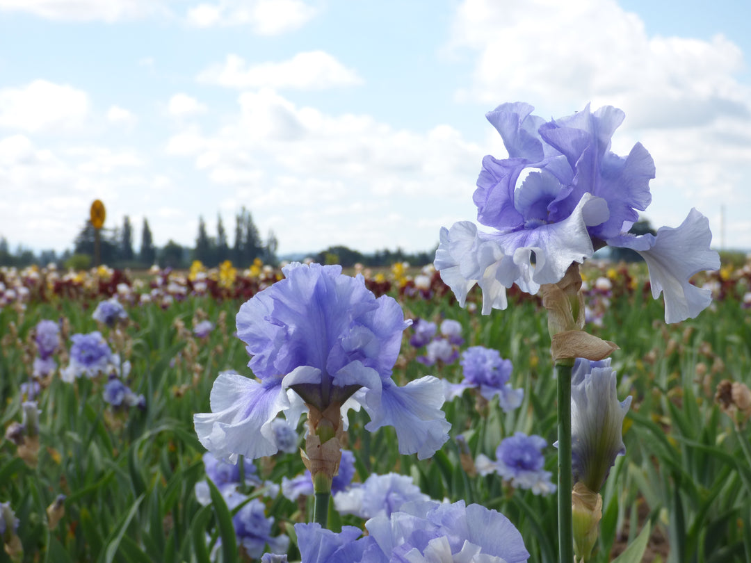 Catch Your Breath | Tall Bearded Iris – Schreiner's Gardens
