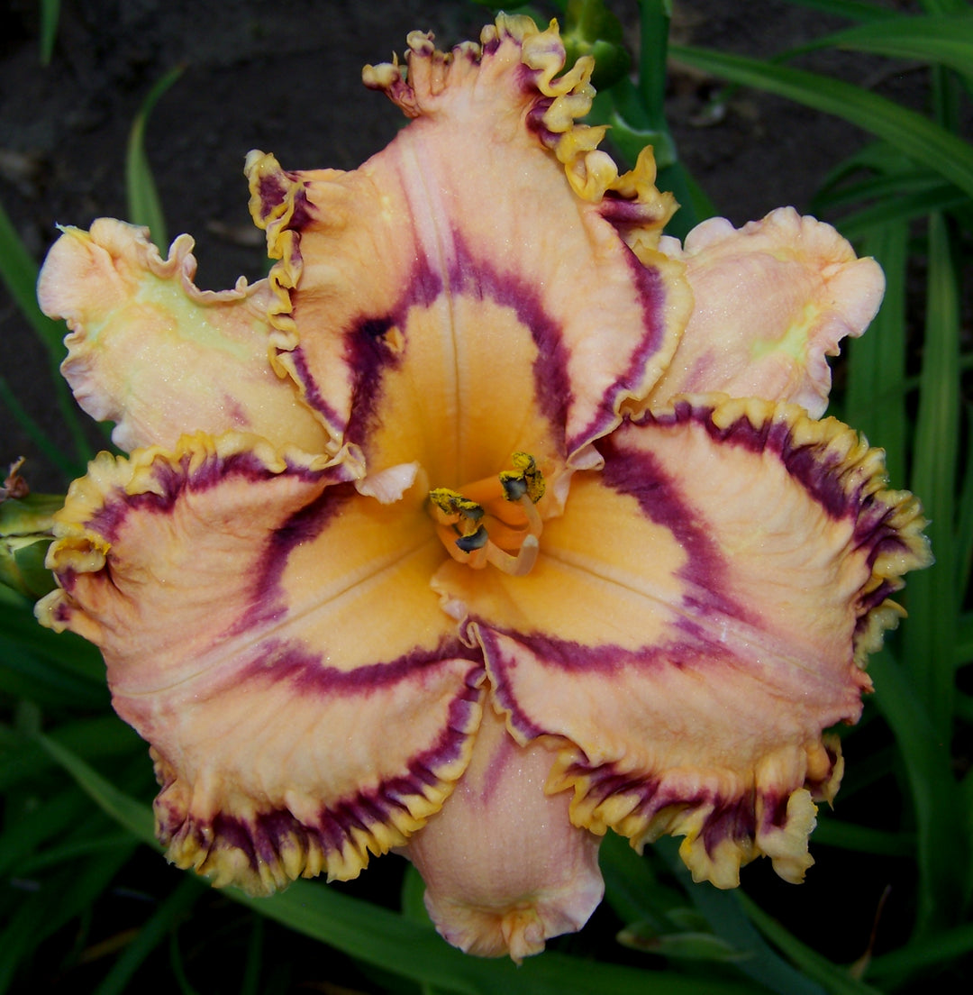 Catch a Star – Schreiner's Gardens