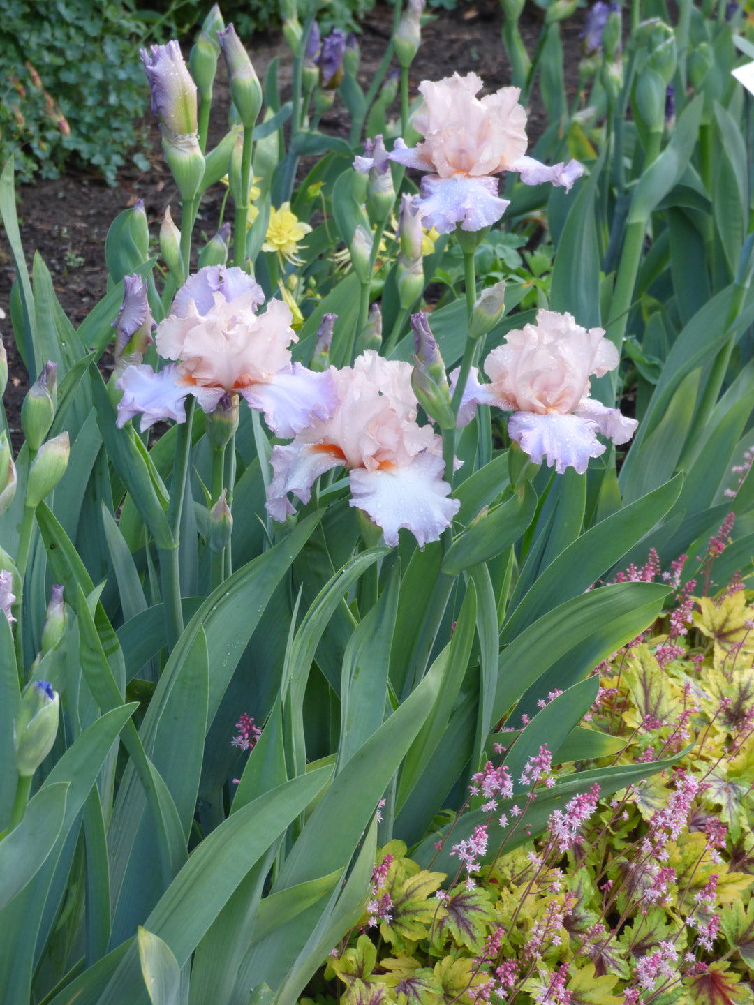 Celebration Song | Tall Bearded Iris – Schreiner's Gardens