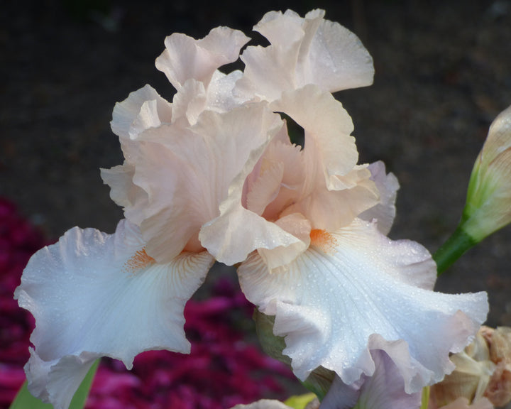 オリジナルクロス　信仰の詩（うた）　祈り　fc01　ロングセラーです Celebration Song | Tall Bearded Iris – Schreiner's Gardens