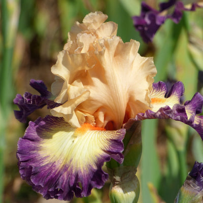 Purple Plicata Iris Bouquet
