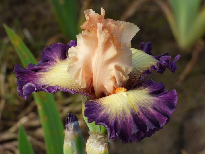 Celebratory | Tall Bearded Iris – Schreiner's Gardens