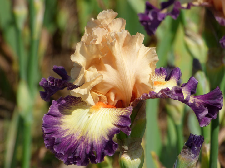 Celebratory | Tall Bearded Iris – Schreiner's Gardens